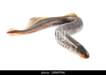 Lebender Lammmuschelfisch auf weißem Hintergrund Stockfoto