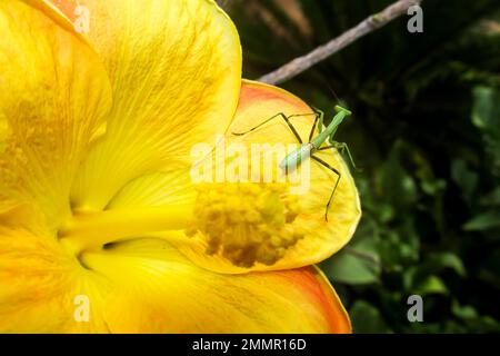 Eine kleine Nymphe einer afrikanischen Gebetsmännchen auf einer gelben Blume eines Hibiskus. Stockfoto