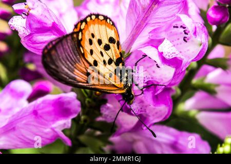 Ein heller Orangengarten Acraea Butterfly, Acraea Horta, auf einer lavendelfarbenen Blume einer gehorsamen Pflanze in einem Vorstadtgarten in Johannesburg Stockfoto