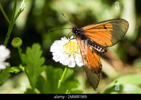 Ein zarter, leuchtend orangefarbener Garten-Acrea-Schmetterling, Acrea Horta, auf der weißen Blume eines Feenhorns Stockfoto