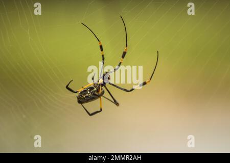 Eine große, schwarz-gelbe, weibliche Golden Orb Web Spinne, in ihrem Netz, im Kruger-Nationalpark, Südafrika Stockfoto