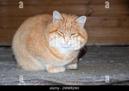 Eine phlegmatische fette Ingwerkatze mit grünen Augen sitzt auf einem rustikalen Boden. Der Gedanke von Ruhe, Abgeschiedenheit, Frieden. Stockfoto