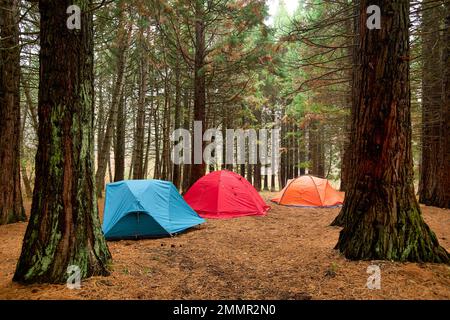 Campingplatz in einem Wald am frühen Morgen. Campingplatz inmitten der Kiefern. Farbenfrohe Zelte in wilder Natur. Tourismuskonzept. Morgengrauen in einem launischen Wald mit Stockfoto