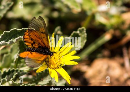 Ein zarter Garten-Acraea-Schmetterling (Acrea Horta) auf einer gelben Blume in Gänseblümchenform. Stockfoto