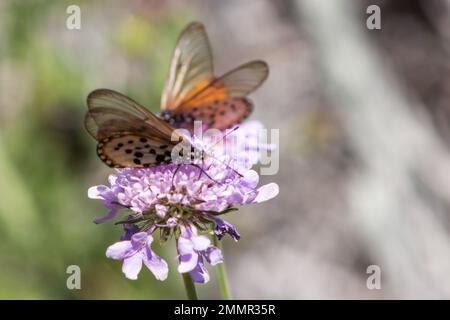 Zwei zarte Garten-Acraea-Schmetterlinge (Acrea Horta) auf einer violetten Blume Stockfoto