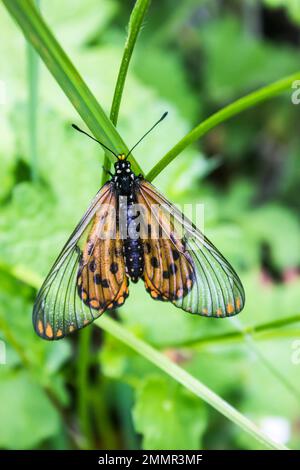 Ein wunderschöner Garten Acraea Schmetterling, Acraea Horta, mit seinem orangefarbenen und transparenten Flügelmuster Stockfoto