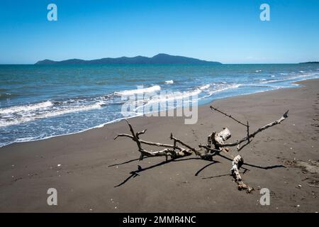 Treibholz am Strand, Kapiti Island in der Ferne, Queen Elizabeth Park, Paekakariki, Kapiti District, North Island, Neuseeland Stockfoto