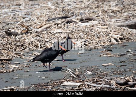 Verschiedene Austernfischer am Strand im Queen Elizabeth Park, Paekakariki, Kapiti District, North Island, Neuseeland. Einer von ihnen hat einen fehlenden Fuß Stockfoto