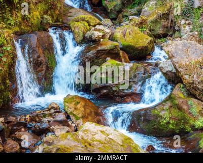 Bergbach oder kleiner Fluss in grünem Wald, getönt Stockfoto