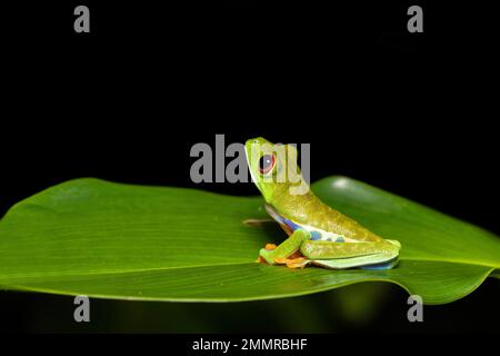 Rothäugiger Baumfrosch (Agalychnis callidryas), wunderschöner ikonischer grüner Frosch mit roten Augen sitzt auf einem roten Blatt in den Tropen. Tortuguero-Nationalpark, Cos Stockfoto