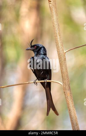 Drongo (Dicrurus Forficatus), endemischer Passerinvogel in der Familie Dicruridae sitzt auf einem Zweig im Kirindy Forest. Madagaskar Wildtiere Stockfoto