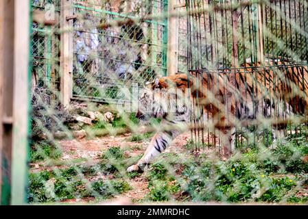 Bengalischer Tiger, der hinter dem Zaun in seinem Käfig im Zoo läuft Stockfoto