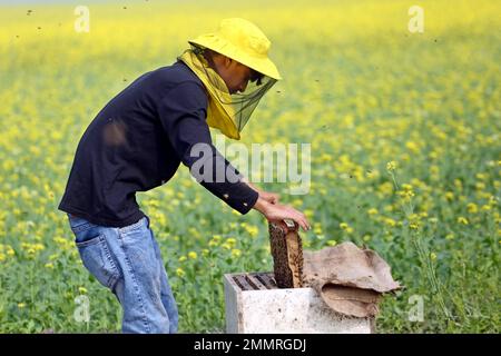 Imker beim Sammeln von Waben aus speziellen Kisten zur Gewinnung des Honigs, der von Bienen auf einem Feld in Munshigonj erzeugt wird. Nach Angaben des Bangladesch Institute of Bienenzucht (BIA) erzeugen rund 25 000 Anbau- und Pflanzbetriebe landesweit mindestens 1500 Tonnen Honig pro Jahr. Dhaka, Bangladesch, 29. Januar 2023. Foto: Habibur Rahman/ABACAPRESS.COM Stockfoto