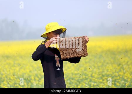 Imker beim Sammeln von Waben aus speziellen Kisten zur Gewinnung des Honigs, der von Bienen auf einem Feld in Munshigonj erzeugt wird. Nach Angaben des Bangladesch Institute of Bienenzucht (BIA) erzeugen rund 25 000 Anbau- und Pflanzbetriebe landesweit mindestens 1500 Tonnen Honig pro Jahr. Dhaka, Bangladesch, 29. Januar 2023. Foto: Habibur Rahman/ABACAPRESS.COM Stockfoto