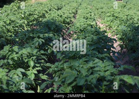 Grüne Kartoffelschüsse mit Bokeh im Hintergrund und im Vordergrund Stockfoto