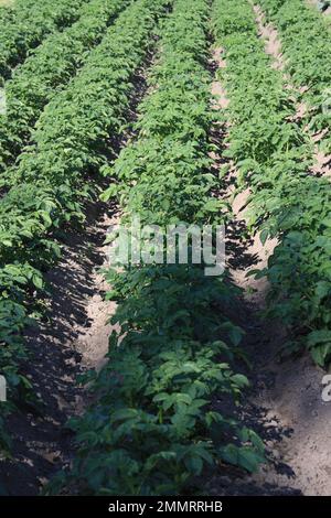 Beete mit Kartoffelstangen im Sommersonnenlicht in vertikaler Ausrichtung Stockfoto