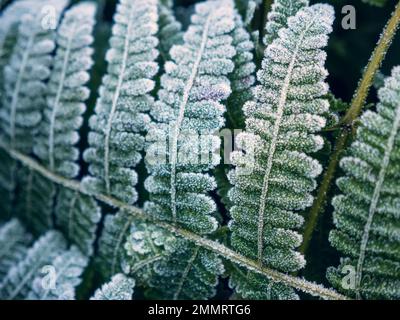 Grün gefrorene Leaves Hintergrund. Grüne Pflanze mit Frost oder Heiserfrost am frühen Morgen, Nahaufnahme. Stockfoto