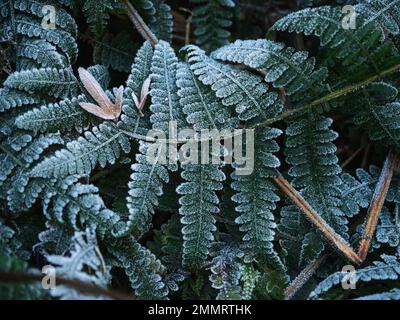 Grün gefrorene Leaves Hintergrund. Grüne Pflanze mit Frost oder Heiserfrost am frühen Morgen, Nahaufnahme. Stockfoto