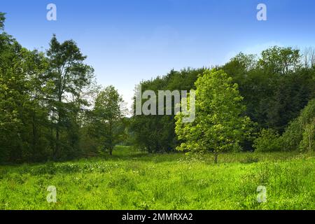 Der Baum - Token eines Typs. Baum - Universalpflanze in allen Arten und Formen. Stockfoto