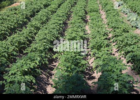 Anbau grüner Kartoffelbüsche auf den Beeten des Bauernhofs im sonnigen Sommerlicht Stockfoto