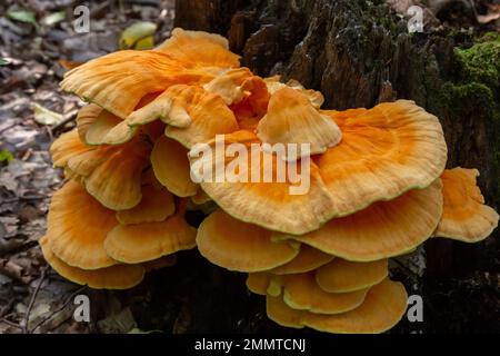 Der schwefelgelbe Tinder Latin Laetiporus sulureus ist ein Pilz, der auf einem Baum wächst, einem gelblichen Pilz. Stockfoto