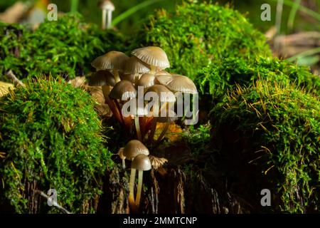 Einvernehmliche Pilzfamilie mit dünnen Beinen, geklumpfter Haube auf grünem Hintergrund Pilz-Mycena inclinata. Stockfoto