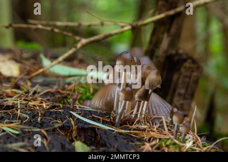 Einvernehmliche Pilzfamilie mit dünnen Beinen, geklumpfter Haube auf grünem Hintergrund Pilz-Mycena inclinata. Stockfoto