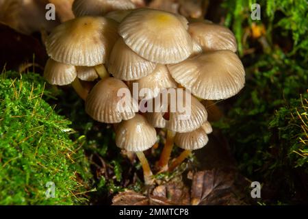 Einvernehmliche Pilzfamilie mit dünnen Beinen, geklumpfter Haube auf grünem Hintergrund Pilz-Mycena inclinata. Stockfoto