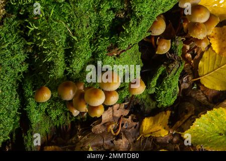 Geclusterte Bonnet-Mycena-Neigungen, die auf einem moosbedeckten Stumpf wachsen. Stockfoto