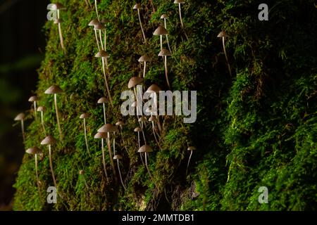 Pilze Mycena galopus wächst auf grünem Moos im Wald. Stockfoto