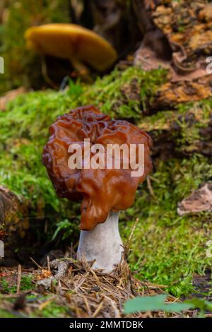 Gyromitra esculenta ist eine Art giftiger Pilz, der im Frühjahr im Wald wächst. Stockfoto