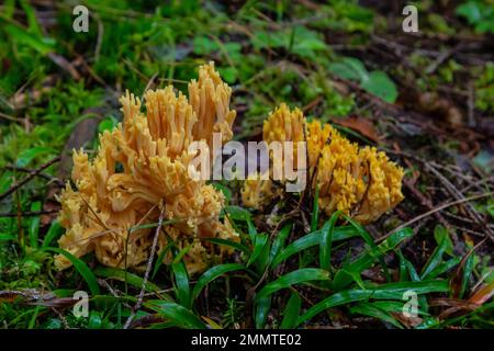 Gelber essbarer Korallenpilz Ramaria flava Pilz im Wald, Nahaufnahme. Stockfoto