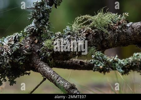 Usnea barbata, Bart alter Männer, oder Bartflechten, die auf natürliche Weise auf truthahneiche in Florida wachsen, natürliches Antiobiotikum Stockfoto