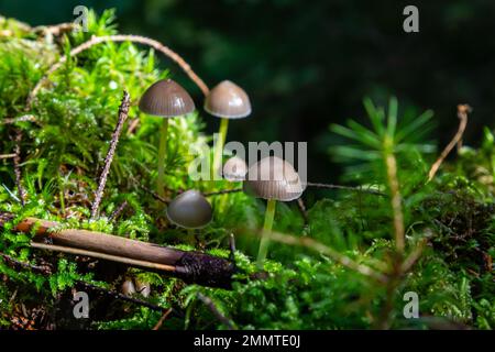 Pilze Mycena galopus wächst auf grünem Moos im Wald. Stockfoto