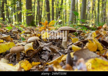 Kleine Gassy Webcap, Cortinarius traganus, giftige Pilze in Waldnahaufnahmen, selektiver Fokus, flacher Freiheitsgrad. Stockfoto