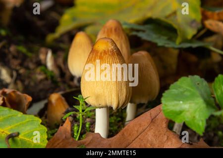 Zahlreiche Ocker Coprinellus micaceus oder glitzernde Inkcap-Pilze in einem Wald mit Moos. Stockfoto