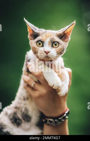 Katzenporträt. Gehorsam Devon Rex Katze mit weiß-rot gepunkteten Pelzfarbe sitzt auf den Händen. Neugierig Verspielt Lustig Hübsch Schön Devon Rex Katze. Unglaublich Stockfoto