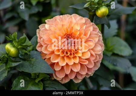 Dahlia 'Orange Pekoe' in Blume Stockfoto