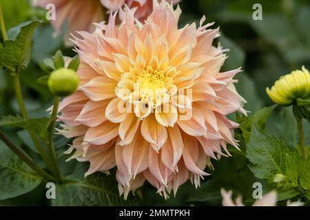 Dahlia 'Orange Pekoe' in Blume Stockfoto