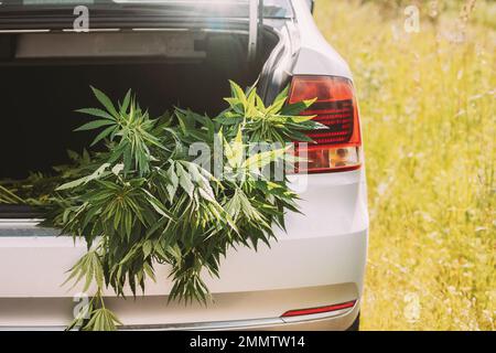 Legaler Grüner Marihuana-Cannabis Verlässt Den Offenen Kofferraum. Farm Im Sommertag, Schöner Cannabis Hintergrund. Kultivierungshintergrund. Marihuana Stockfoto