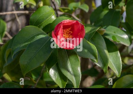 Blick aus der Nähe auf die leuchtend rosa Blume der Kamellie japonica Busch, die an einem sonnigen Wintertag blüht Stockfoto
