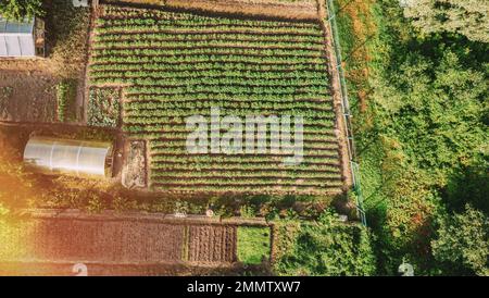 Nahaufnahme der Luftaufnahme auf das Haus des kleinen Dorfes. Haus Und Gemüsegarten. Home Plantage Am Sommertag. Dorfgarten. Grundstück Für Den Haushalt Stockfoto