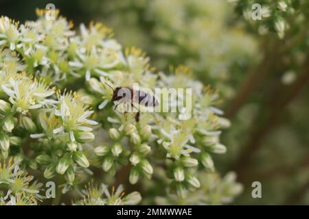 Blasser Steinekrop. Vor Blooming Sedum sediforme. Crassulaceae Stockfoto