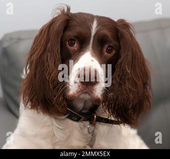 Springer Spaniel schaut in die Kamera Stockfoto
