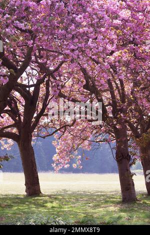 Leuchtend pinkfarbene Kirschbäume schließen sich im Frühling in Norfolk England Stockfoto