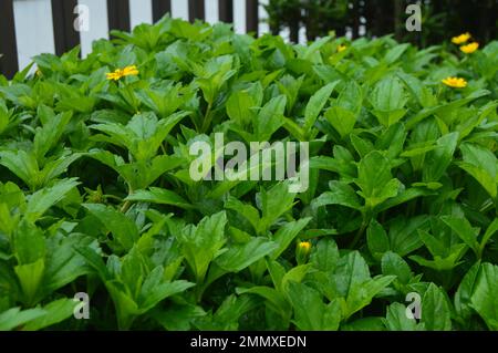 Porträt der hellgrünen Blätter der Wedelia-Blume aus verschiedenen Winkeln. Stockfoto