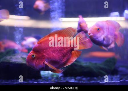 Wunderschöner Blutzapageien-Cichlidfisch in klarem Aquarium Stockfoto