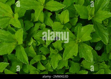 Porträt der hellgrünen Blätter der Wedelia-Blume aus verschiedenen Winkeln. Stockfoto