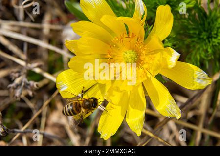 Gelbe Waldblumen Adonis vernalis, Fasanenauge, Fasanenauge, Fasanenauge, Gelbfasanauge, falsche Hellebude. Die Pflanze ist giftig, Containi Stockfoto