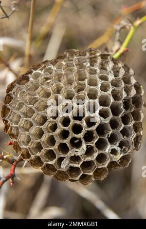 Verlassenes Wespennest auf trockenem Gras in Wiesen. Stockfoto